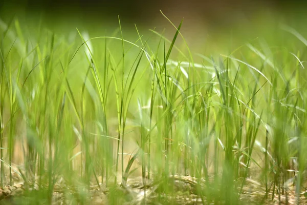 Pequeña hierba verde de cerca — Foto de Stock