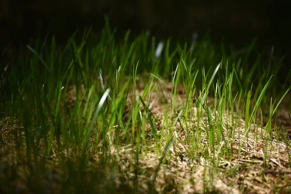 Luz suave de la mañana sobre hierba verde — Foto de Stock