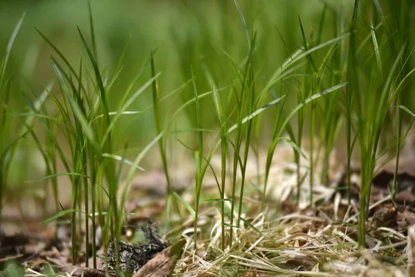 Hierba verde fresca primer plano — Foto de Stock