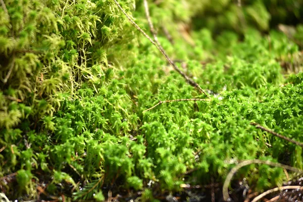 Close-up de musgo verde — Fotografia de Stock