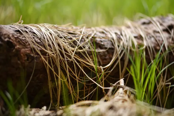 Hierba verde joven y hierba seca en un tronco en el bosque — Foto de Stock