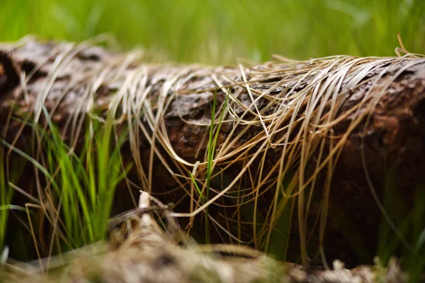 나무 줄기에 마른 잔디 — 스톡 사진
