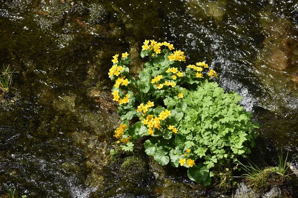 Flores silvestres amarelas vivendo perto de um rio — Fotografia de Stock