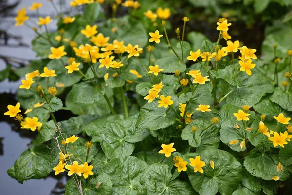 Gele wildflowers wonen op drassig, natte grond — Stockfoto