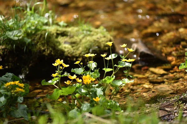 Жовті дикі квіти, що живуть біля води — стокове фото