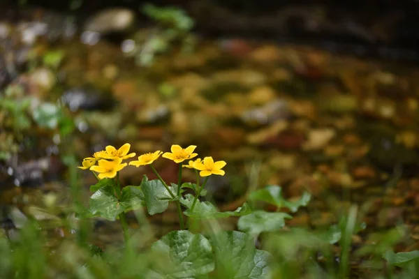 Gula blommor nära vatten ström — Stockfoto