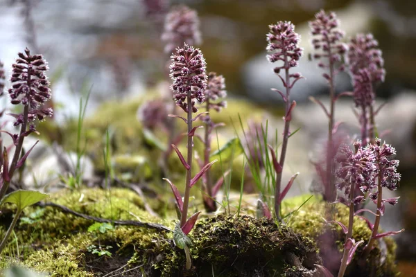 Fioletowe kwiaty żyjących na mokro, rozmoczony gleby — Zdjęcie stockowe
