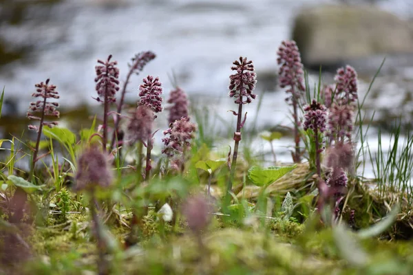 在河边潮湿的泥土上生长的紫色野花 — 图库照片