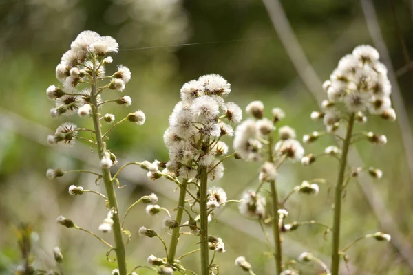 Flores blancas esponjosas — Foto de Stock