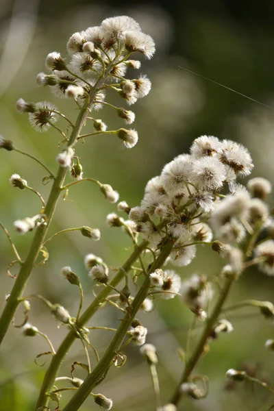 Flores secas en el prado — Foto de Stock