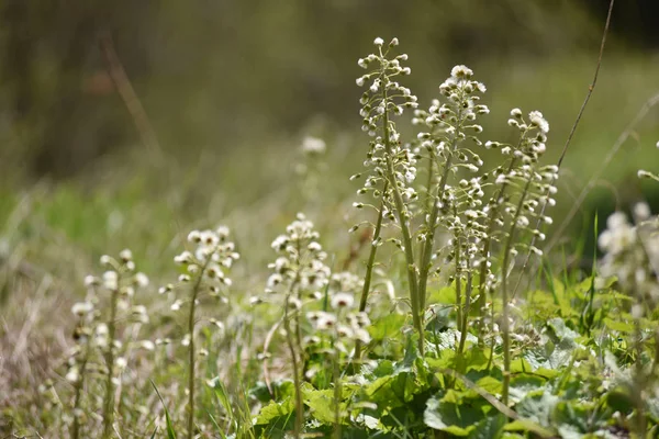 Flores blancas secas en el verano — Foto de Stock