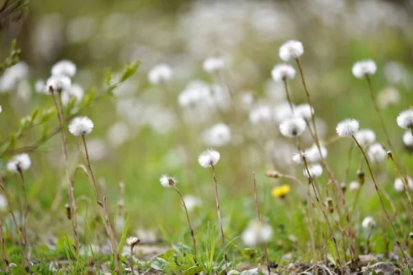 White dry dandelions — Stock Photo, Image