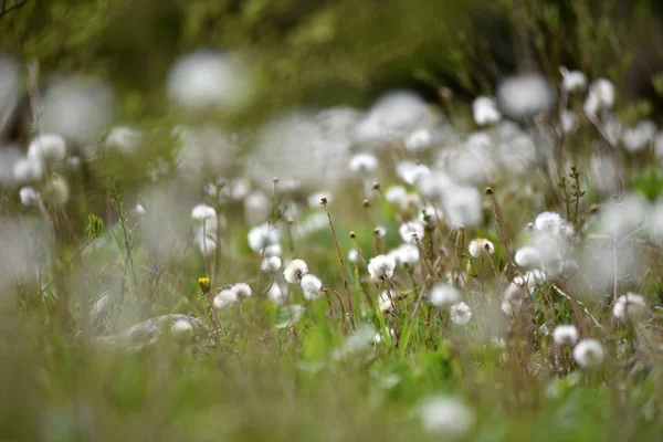 Meadow full with dry dandelions — Stock Photo, Image