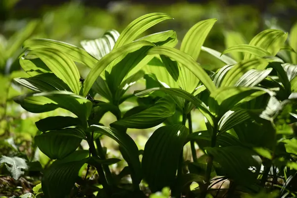 Levendige groene plant verlaat in het bos — Stockfoto