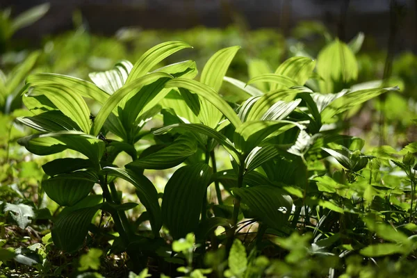 Mooie levendige groene plant in het bos — Stockfoto