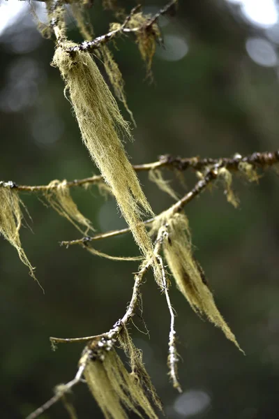 Usnea barbata, barba de viejo colgando de una rama de abeto —  Fotos de Stock