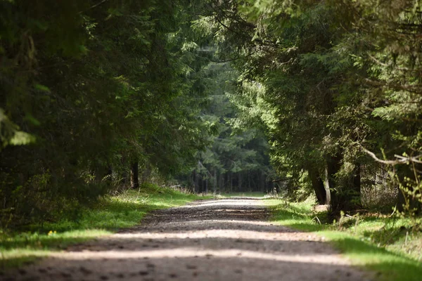 Forest road in een dennenbos — Stockfoto