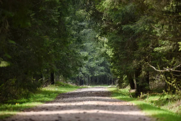Longa perspectiva de estrada vazia na floresta — Fotografia de Stock