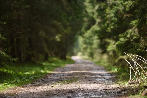 Perspectiva de estrada vazia borrada na floresta — Fotografia de Stock