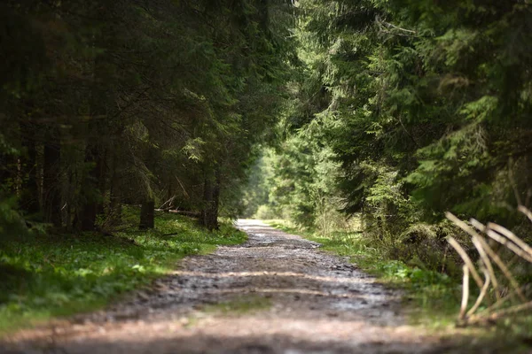 Onverharde weg perspectief in het bos — Stockfoto
