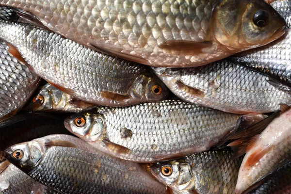 Färsk insjöfisk i marknaden — Stockfoto