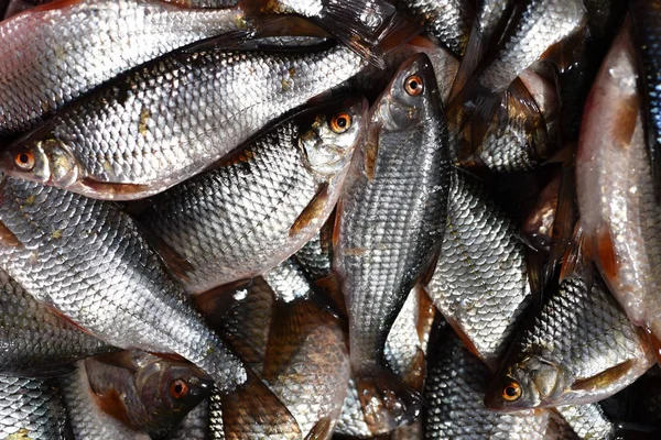 Bakgrund av färska fiskar — Stockfoto