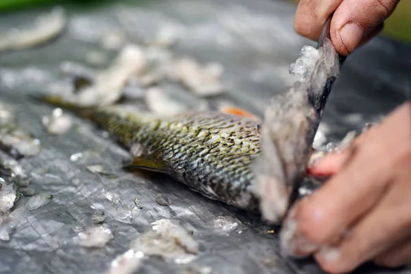 Fisherman clean a fish from scales — Stock Photo, Image