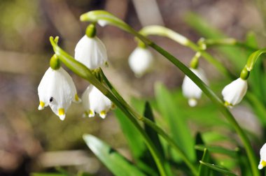 Ormanda çiçek açan hassas beyaz çiçekler