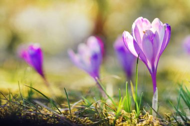 Hassas mor Çiğdem çiçek çiçeklenme