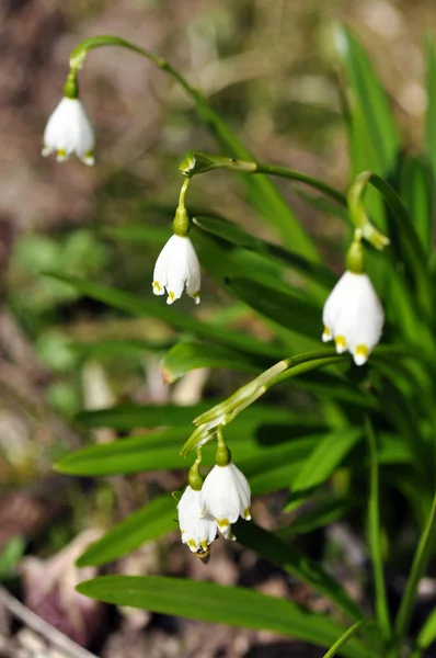 Delicadas flores blancas floreciendo en el jardín —  Fotos de Stock