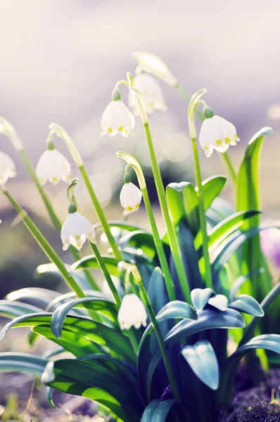 Delicate white flowers blooming in the garden — Stock Photo, Image