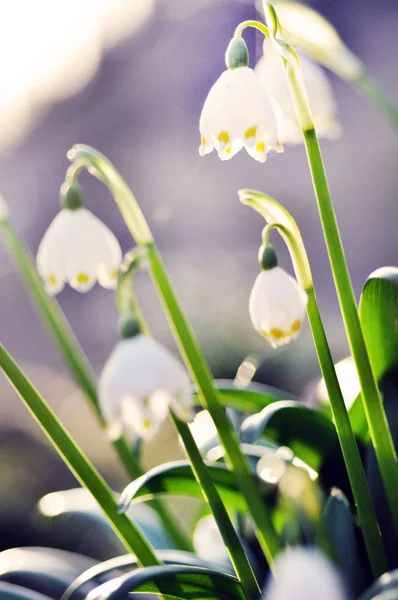 Delicate white flowers blooming — Stock Photo, Image