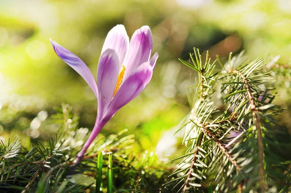 Delicate purple crocus flowers blooming — Stock Photo, Image