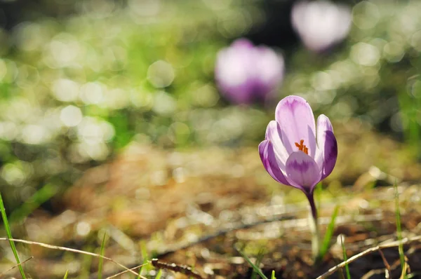 Delikatny fioletowy Krokus kwiaty kwitnące — Zdjęcie stockowe