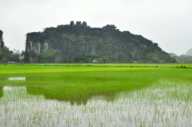 Vietnam manzara. Pirinç tarlaları ve karstik towers Ninh Binh de