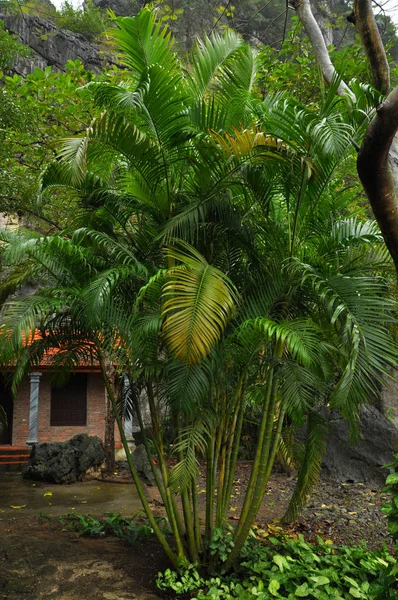 Groen palmboom in een park — Stockfoto