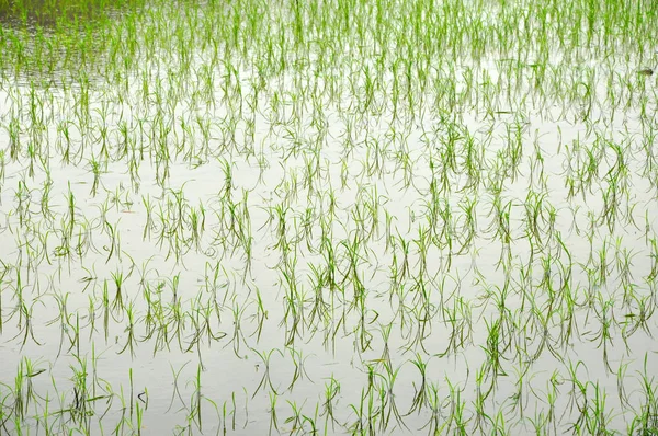 Pirinç tarlaları Ninh Binh içinde — Stok fotoğraf