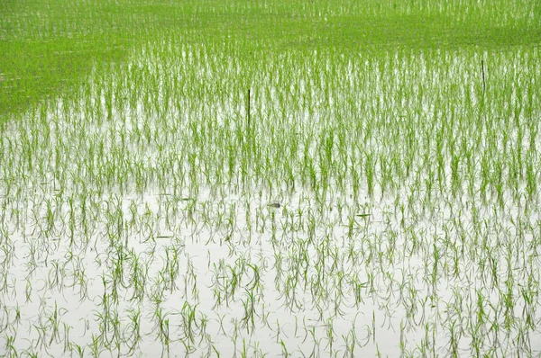 Pirinç tarlaları Ninh Binh içinde — Stok fotoğraf