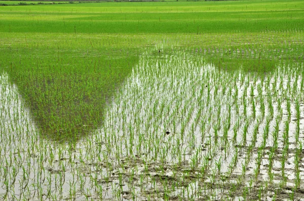 Vietnamesische Landschaft. Reisfelder in ninh binh — Stockfoto