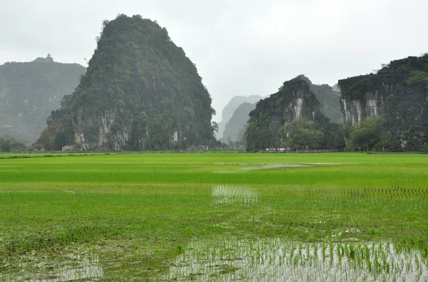 Vietnam manzara. Pirinç tarlaları ve karstik towers Ninh Binh de — Stok fotoğraf