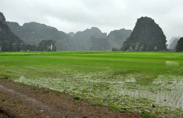 越南景观。稻田和岩溶塔宁平 — 图库照片