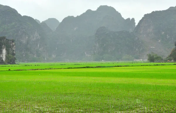 Vietnam paesaggio. Campi di riso e torri carsiche a Ninh Binh — Foto Stock
