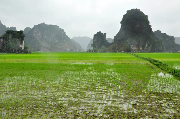 Vietnamesische Landschaft. Reisfelder und Karsttürme in ninh binh — Stockfoto