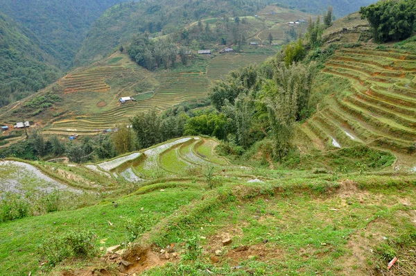 Terrasse rismark i det nordlige Vietnam - Stock-foto