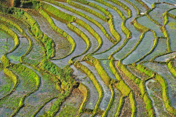 Terrasserade risfält i norra Vietnam — Stockfoto