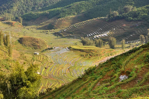 Terrasserade risfält i norra Vietnam — Stockfoto