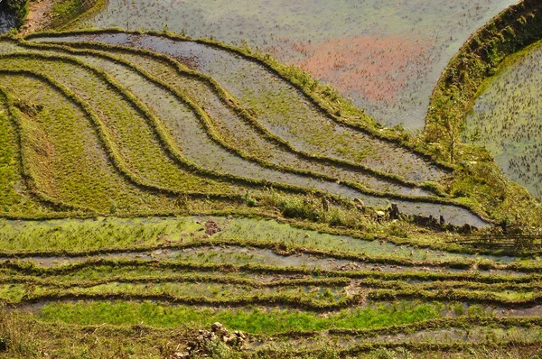 Campo de arroz no norte do Vietname — Fotografia de Stock