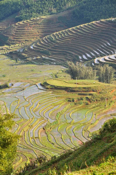 Terrasserade risfält i norra Vietnam — Stockfoto