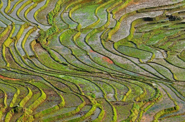 Terraced rice field in Northern Vietnam — Stock Photo, Image