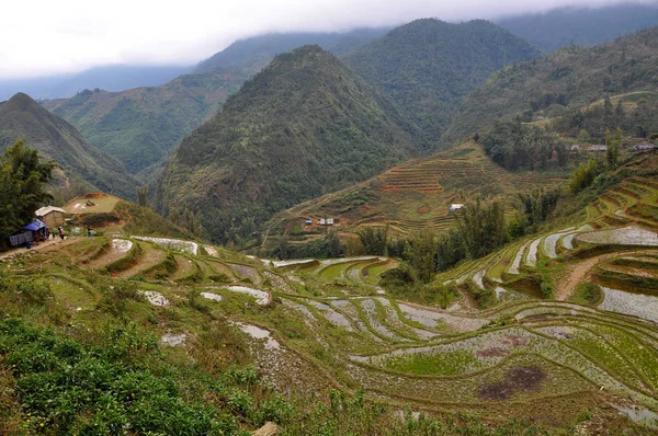 Reisterrassenfeld in Nordvietnam — Stockfoto